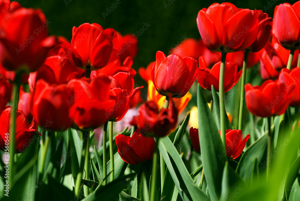 Fototapeta premium Tulip field