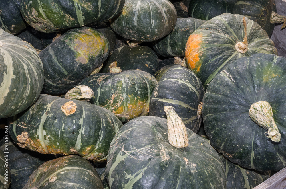 Winter or fall squash on display Winter or fall squash on display