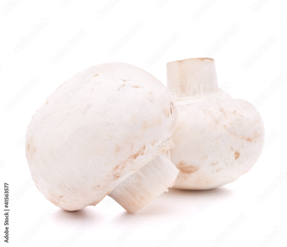 Champignon mushroom