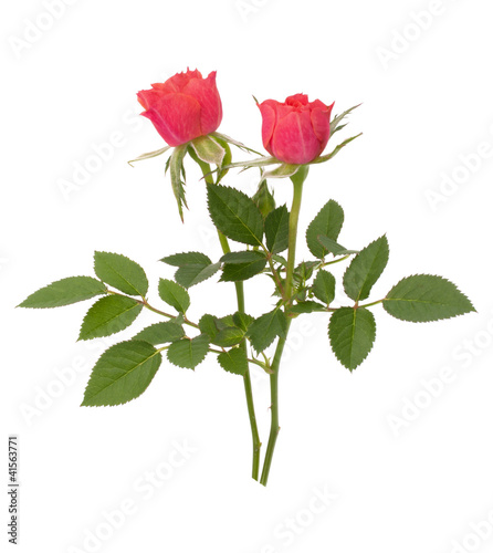 Beautiful rose pair