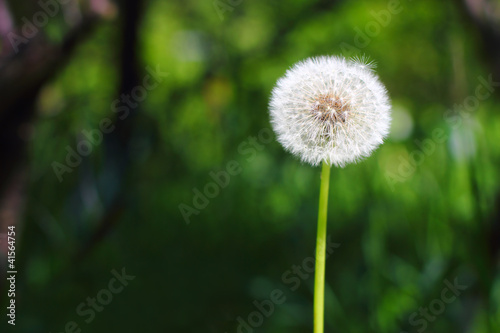 Dandelion closeup