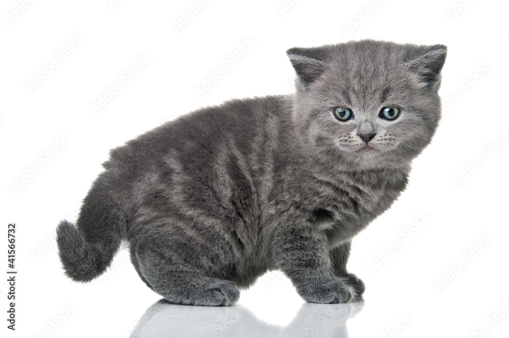 little british kitten cat
