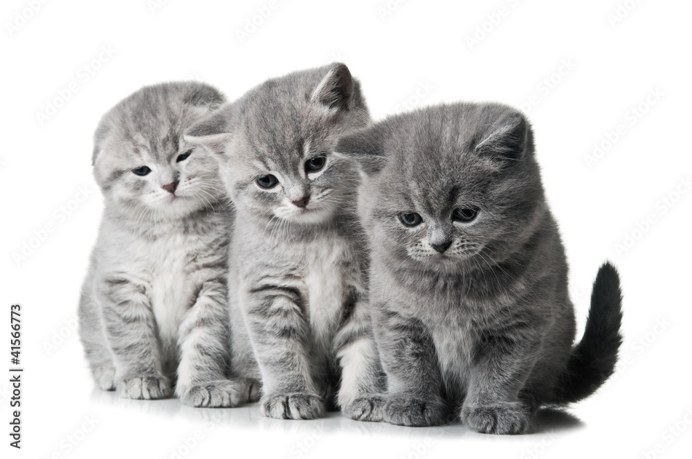 three little kittens