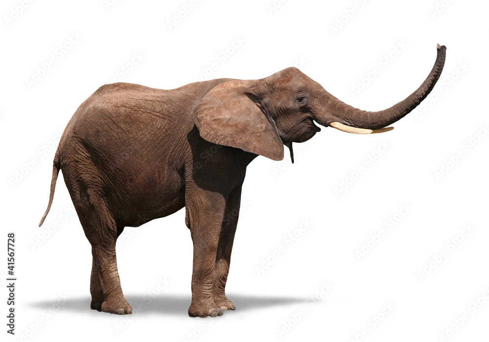 Obraz premium Joyful Elephant Isolated on White