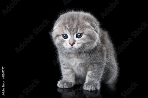 little lop-eared cat