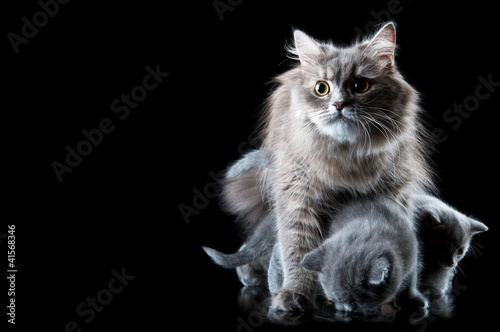 cat protect kittens © dimasobko