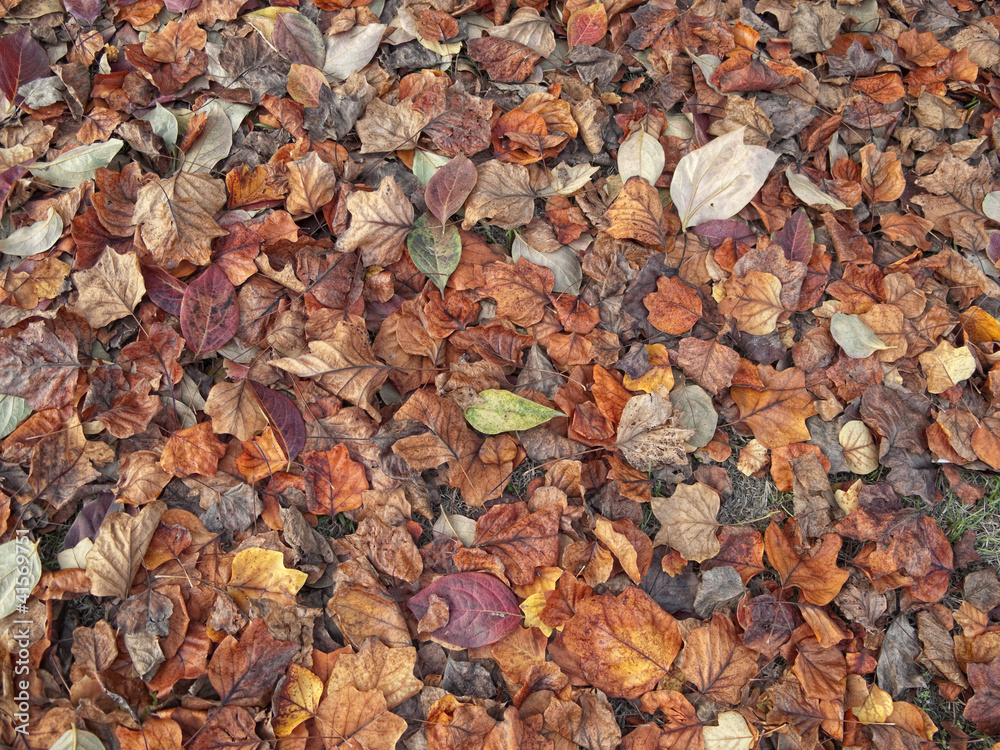 Autumnal background Autumnal background