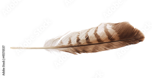 Feather from bird of prey buzzard photo