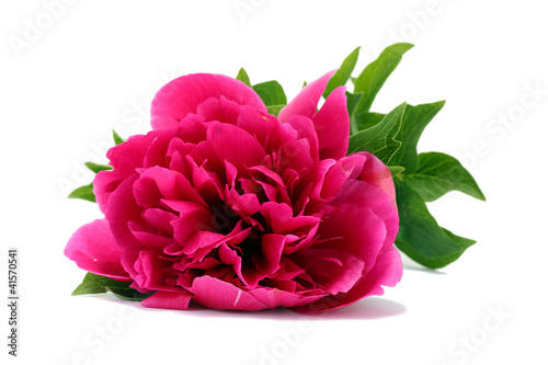 Fototapeta Naklejka Na Ścianę i Meble -  beautiful pink peony isolated on white