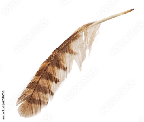Feather from bird of prey tawny owl