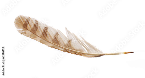 Feather from bird of prey tawny owl