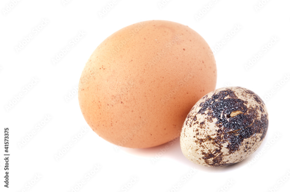 chicken egg and quail egg chicken egg and quail egg