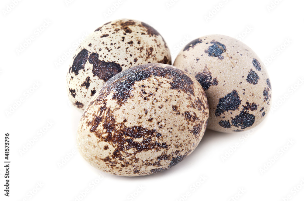 quail eggs isolated quail eggs isolated