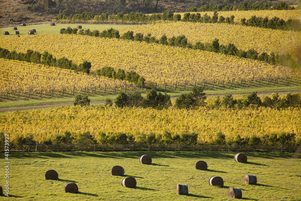 Oyster Bay Vineyards Stock Photo Adobe Stock