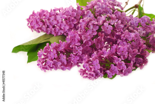 branch of purple lilac as background