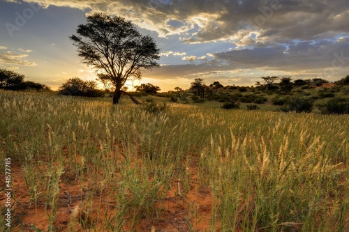 Kalahari sunrise