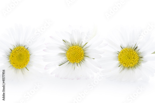 three daisies on a white background
