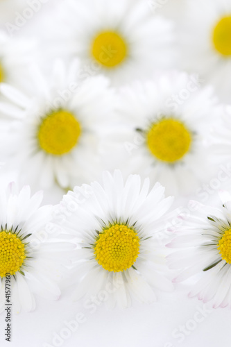 daisies on a white background
