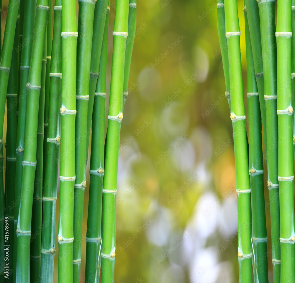 green bamboo backgroound and bogeh green bamboo backgroound and bogeh