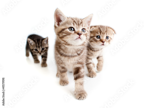 three kittens on white