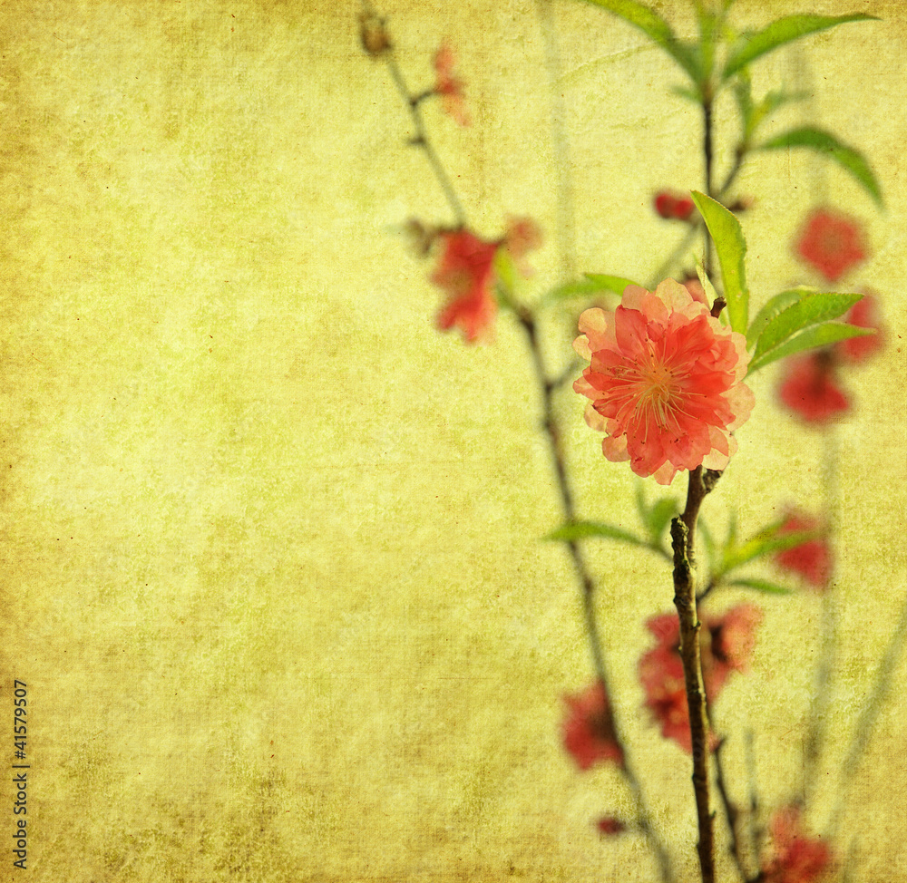 plum blossom on Old antique vintage paper background