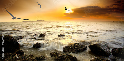 silhouette bird with sunset and sea photo