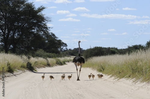 Ostrich (Struthio camelus). Male with chicks photo