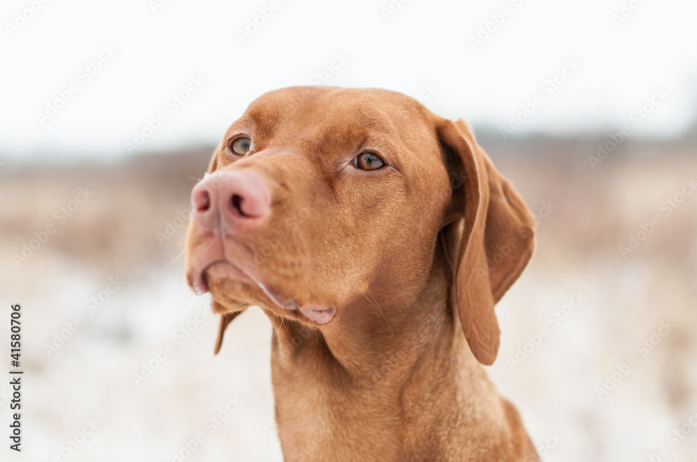 Vizsla Dog in Winter