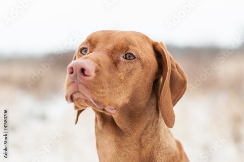 Vizsla Dog in Winter