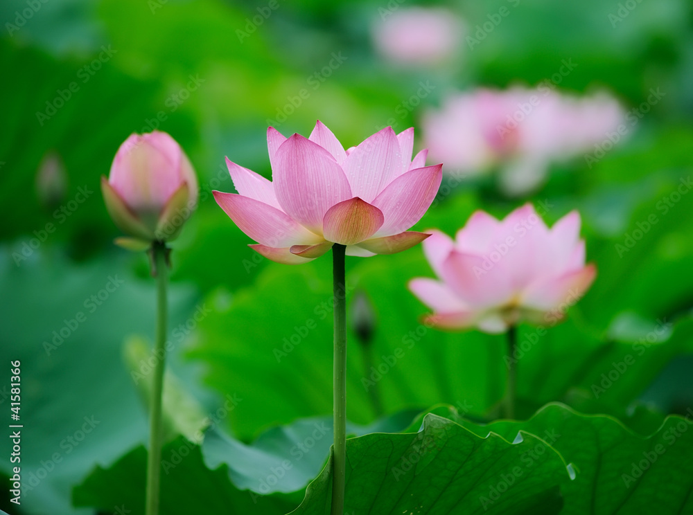 blooming lotus flower