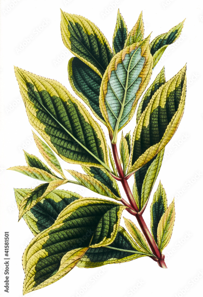 Obraz premium Color illustration of flowers in watercolor paintings