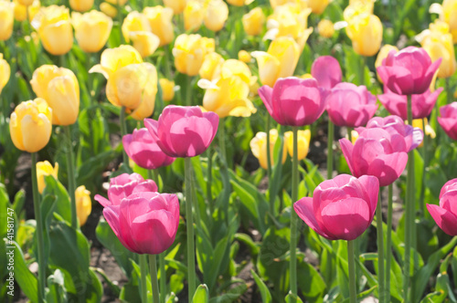Fototapeta Naklejka Na Ścianę i Meble -  Field of purple and yellow tulips