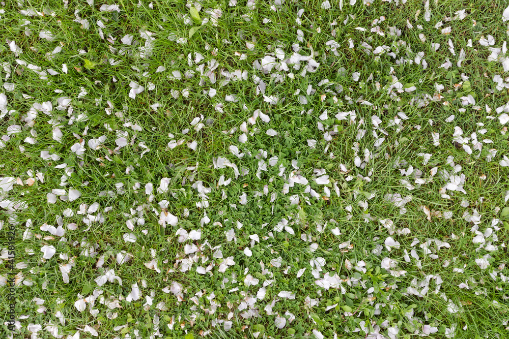 Fallen petals of flowers apple trees Fallen petals of flowers apple trees