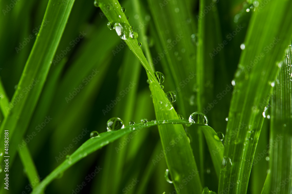 green grass background green grass background