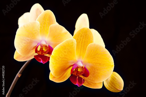 beautiful yellow orchids on a black background