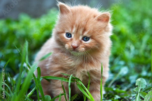 beautiful ginger kitten © dimasobko