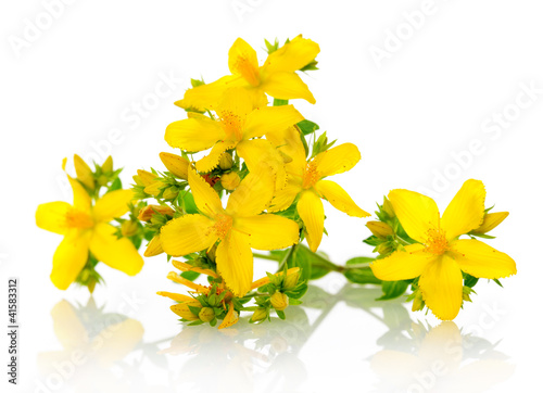 Foto St Johns wort