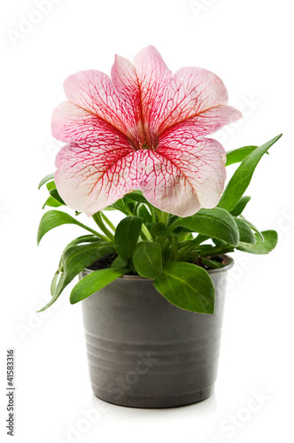 Bild auf Leinwand pot with flower