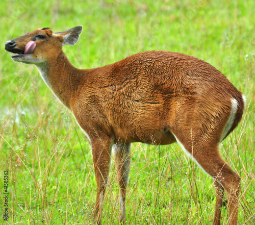 Barking deer