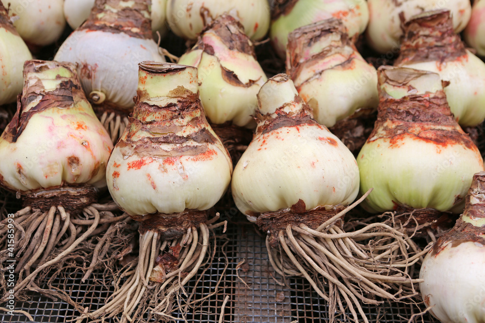 Obraz premium Amaryllis Bulbs