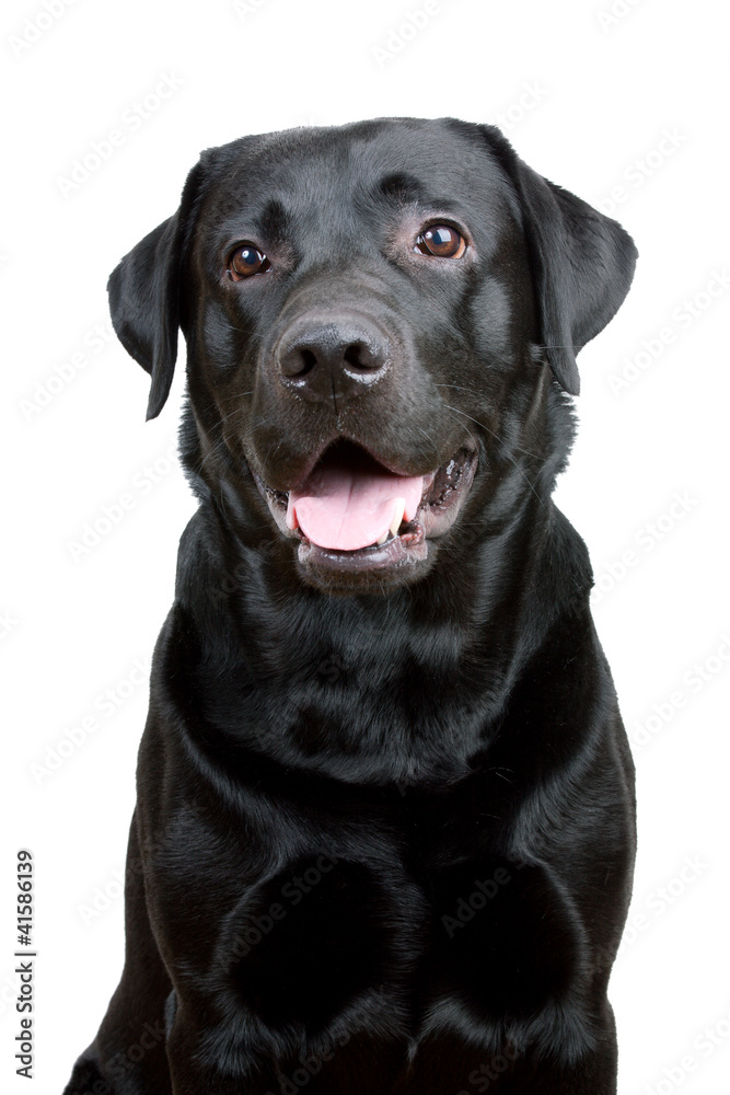 Black Labrador Retriever with open mouth