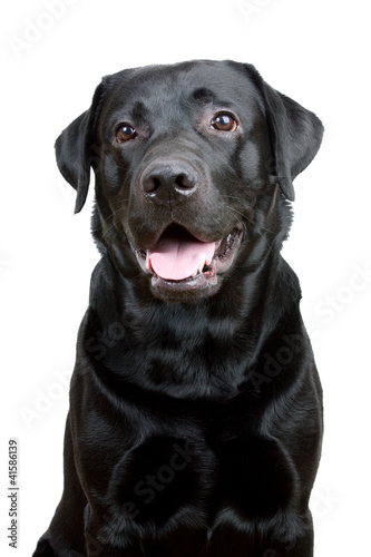 Black Labrador Retriever with open mouth © dimedrol68