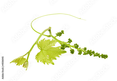 vine sprout with young grape cluster