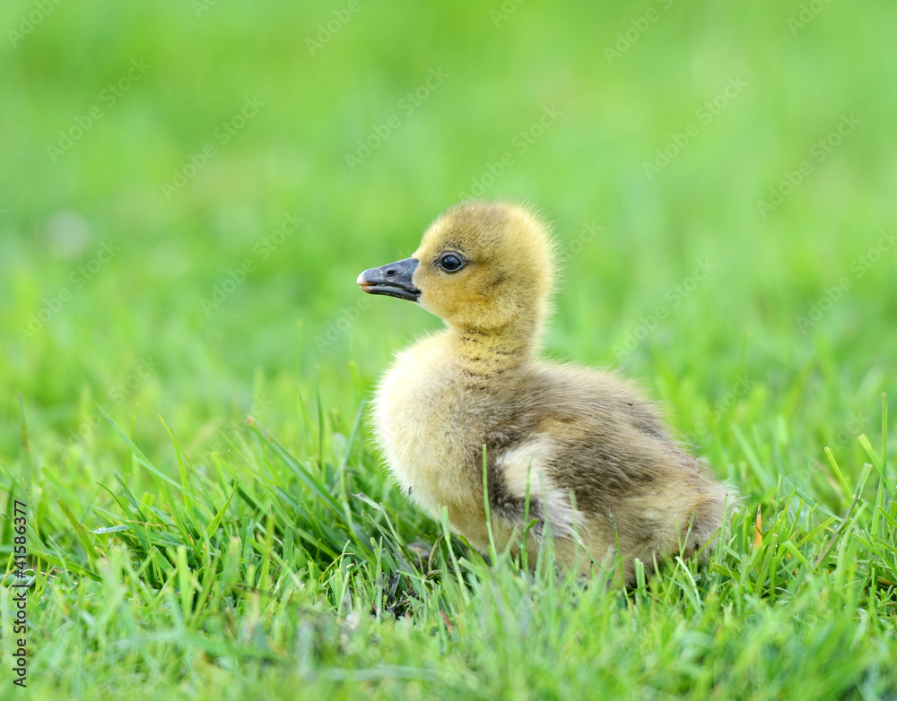 Geese