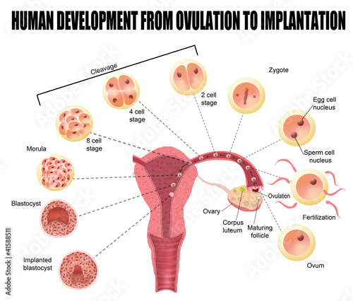 Human development from ovulation to implantation photo