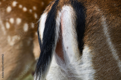 Deer