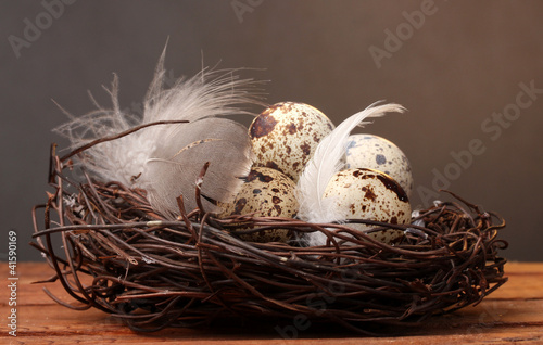 quail eggs in nest on wooden table on brown background