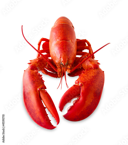 Isolated red lobster