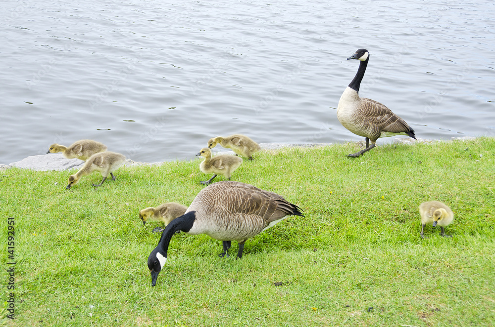 Family of Canada Geese by the Rideau Canal Ottawa Family of Canada Geese by the Rideau Canal Ottawa