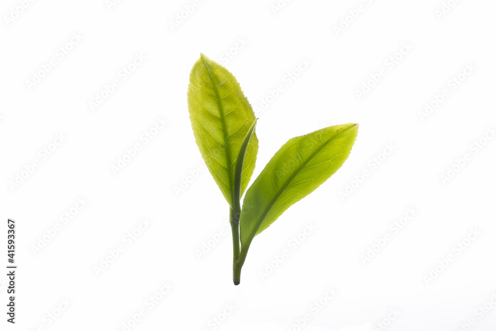 Close up fresh tea leaves on white background Close up fresh tea leaves on white background
